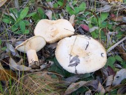 lactarius pubescens 3417 - 
	Особо обратить внимание на опушенные края шляпки, а также на размер гриба. Таких крупных не часто можно встретить.